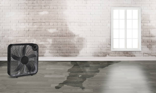 Best Mold removal after water damage  in Montebello, CA